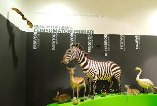 Museo di Storia Naturale